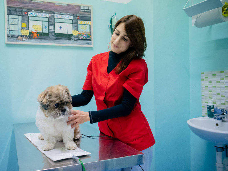 Veterinario cane visita Veterinario Visita Specialistica Cane Druento