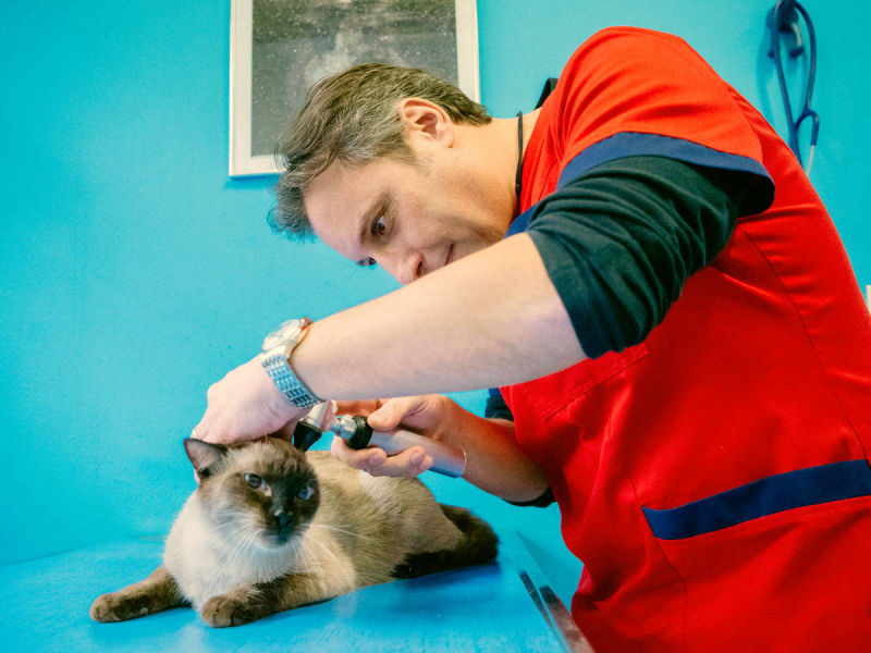 Veterinario Visita Gatto - Veterinario Visita Specialistica Cane Druento