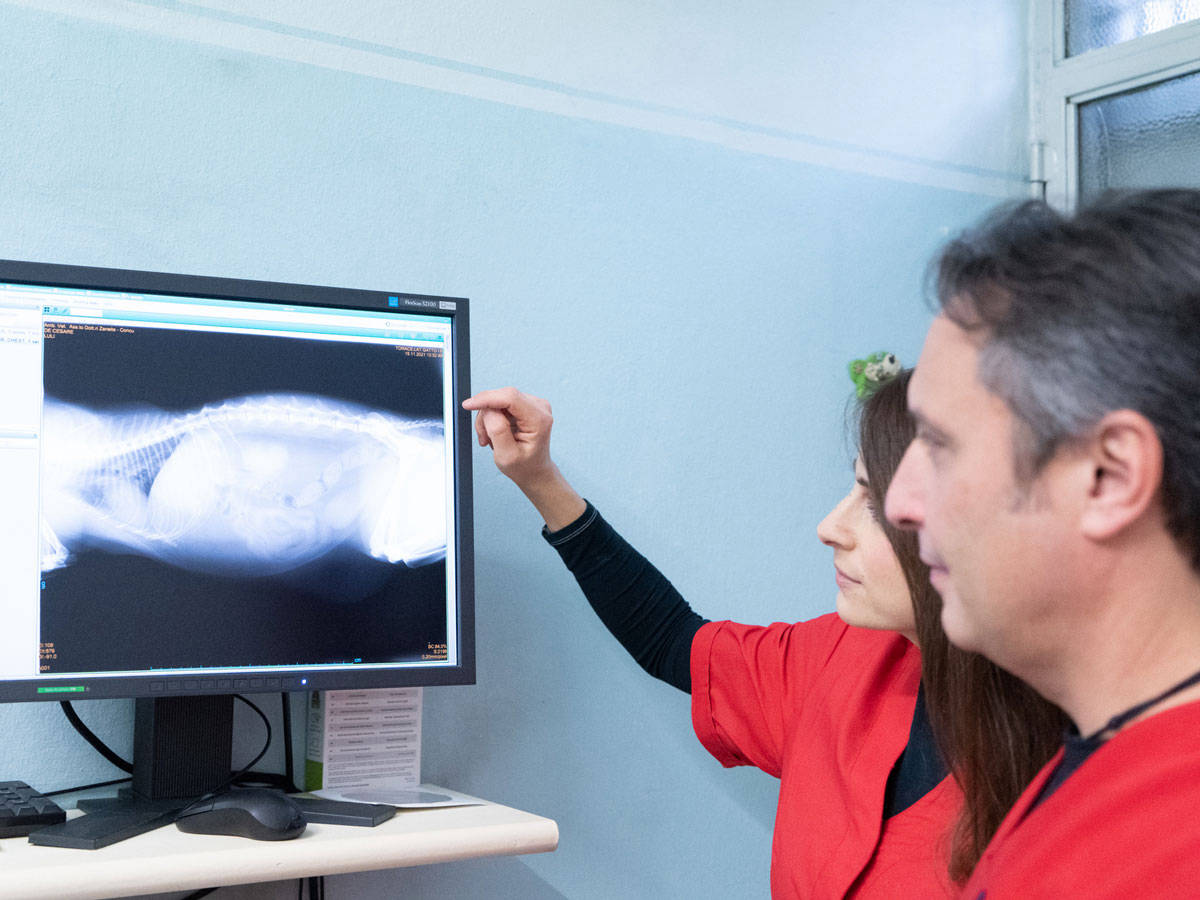 Veterinario Lastra Torino - Veterinario Visita Specialistica Cane Druento